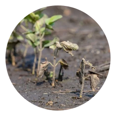 YIELD LOSSES