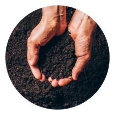 PREVENTED SOWING