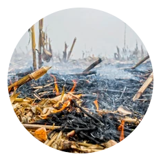 POST-HARVEST LOSSES